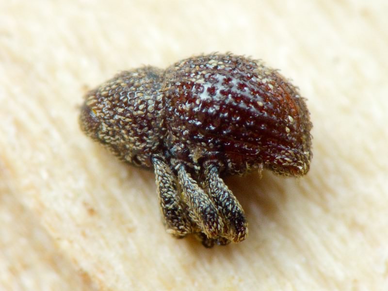 Acalles (Acalles) echinatus (Germar, 1824)